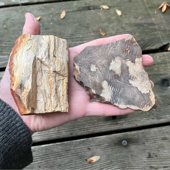Petrified Wood 2 Piece Set - Picture 2 of 16